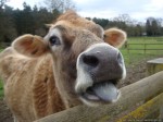 On that farm he had a cow