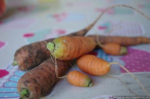 home grown carrots home grown carrots