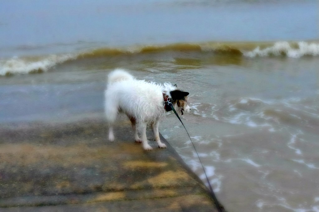 Dog watching waves