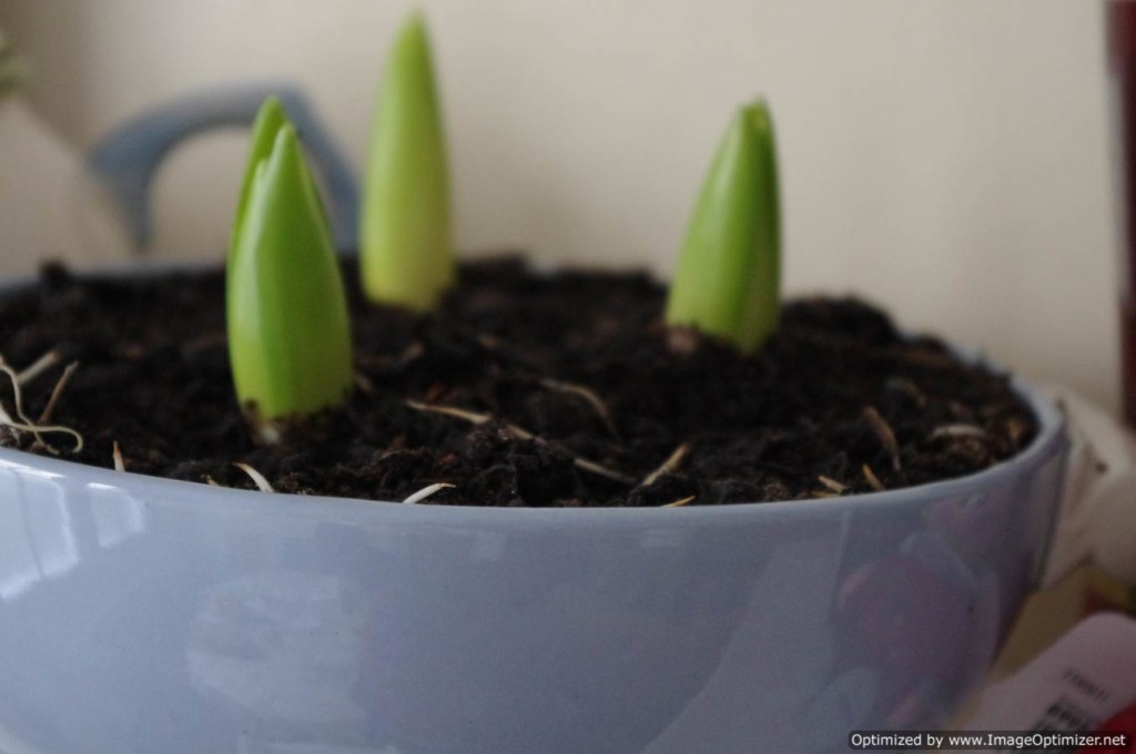 green shoots project 366 green shoots
