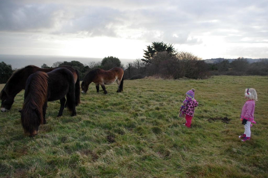 horses Watching wild horses at St Margarets-at-Cliffe