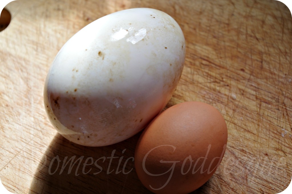 goose egg and hen egg