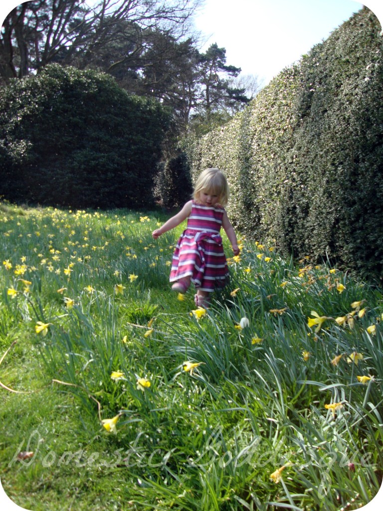 tiptoe through the daffodils