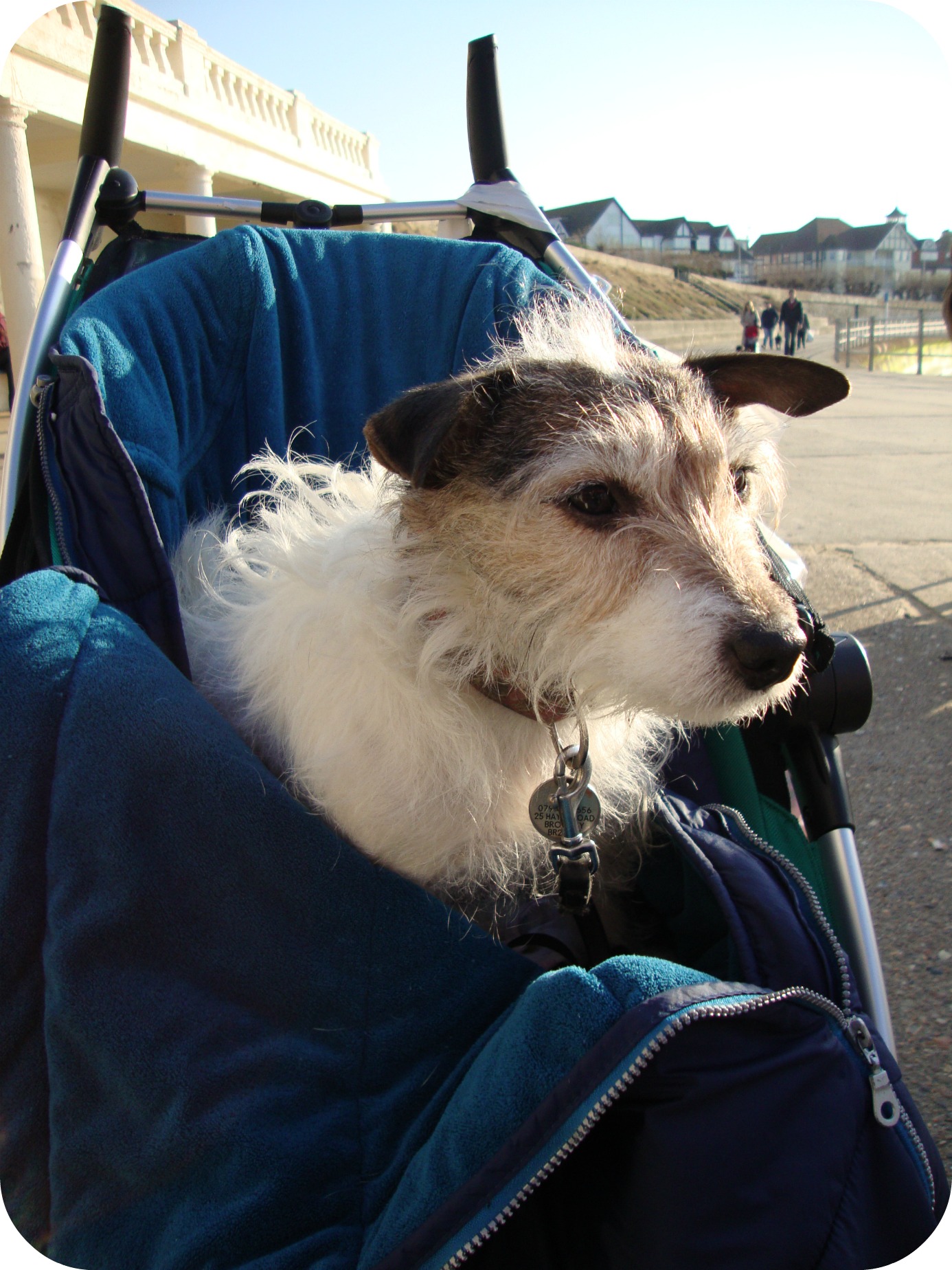 dog in a pushchair