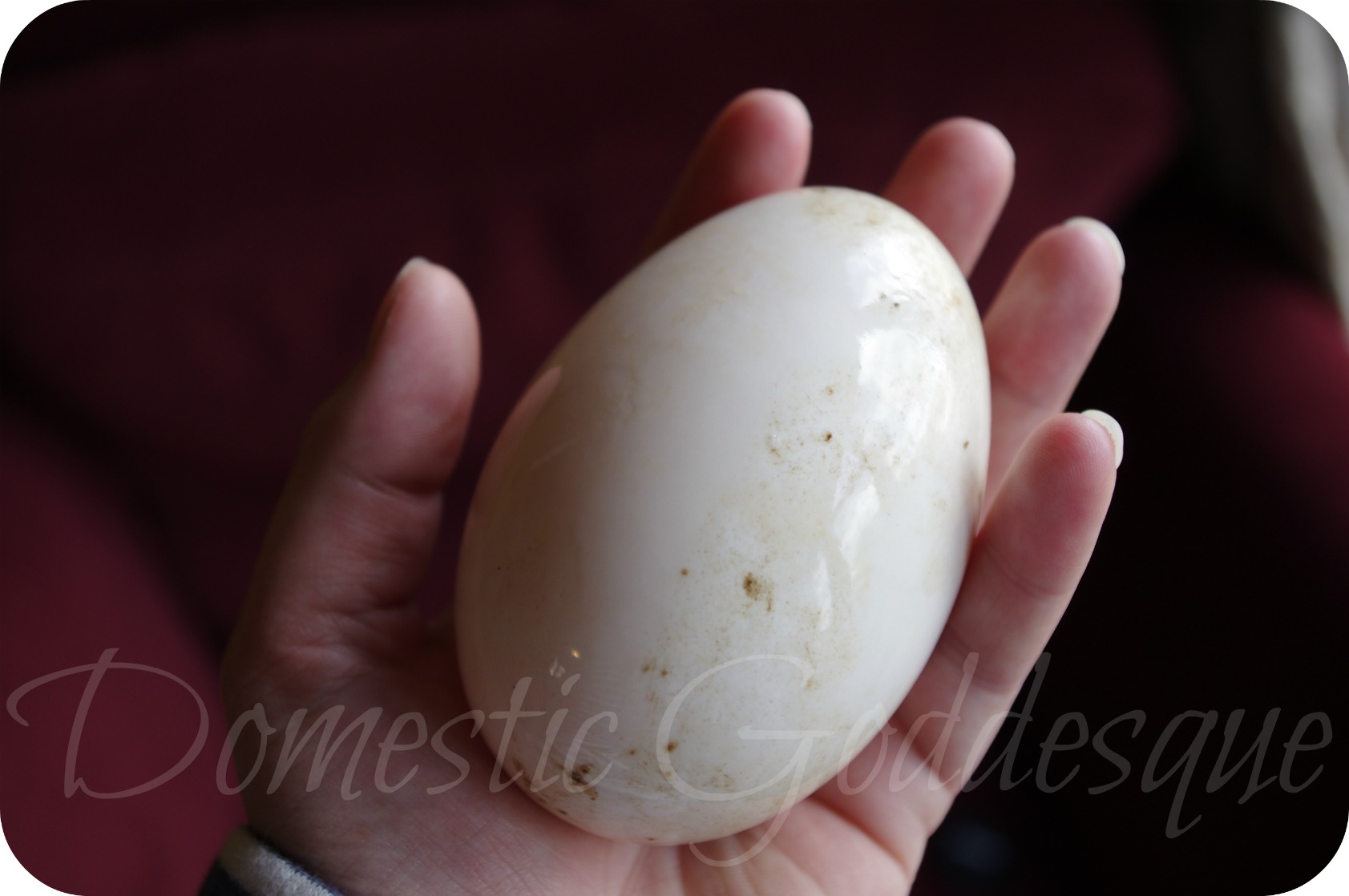 holding a goose egg